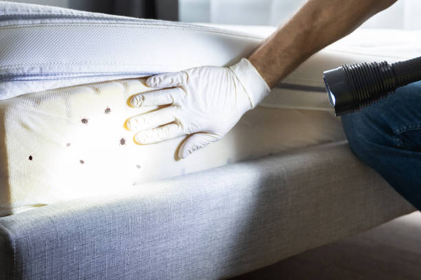Best Local Pest Control Services  in Angustura, NM
