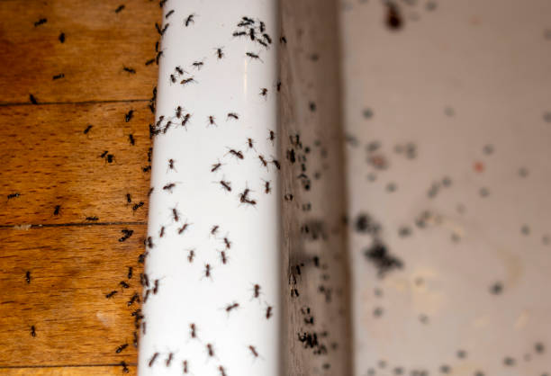 Wildlife Control Services in Angustura, NM