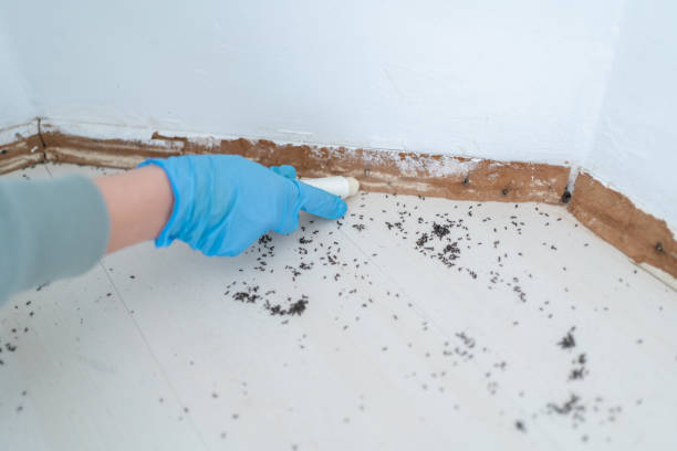 Best Bed Bug Extermination  in Angustura, NM